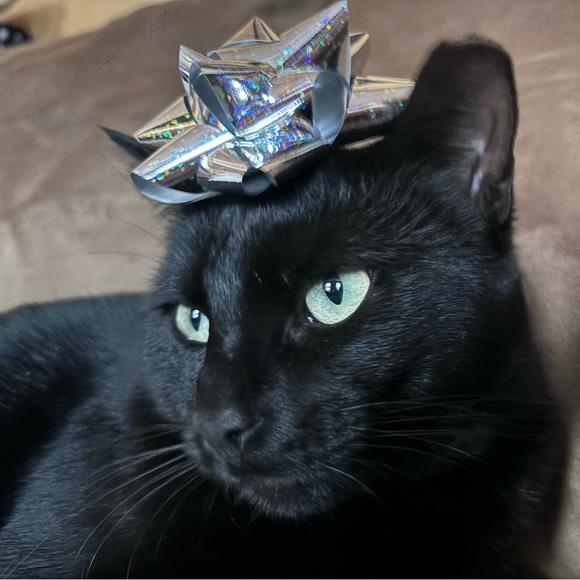 Meet your Posher, Michelle - Picture 2 of 2